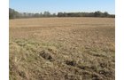 Property photo 46 - 110+/- Acres offered in 4 Tillable Tracts